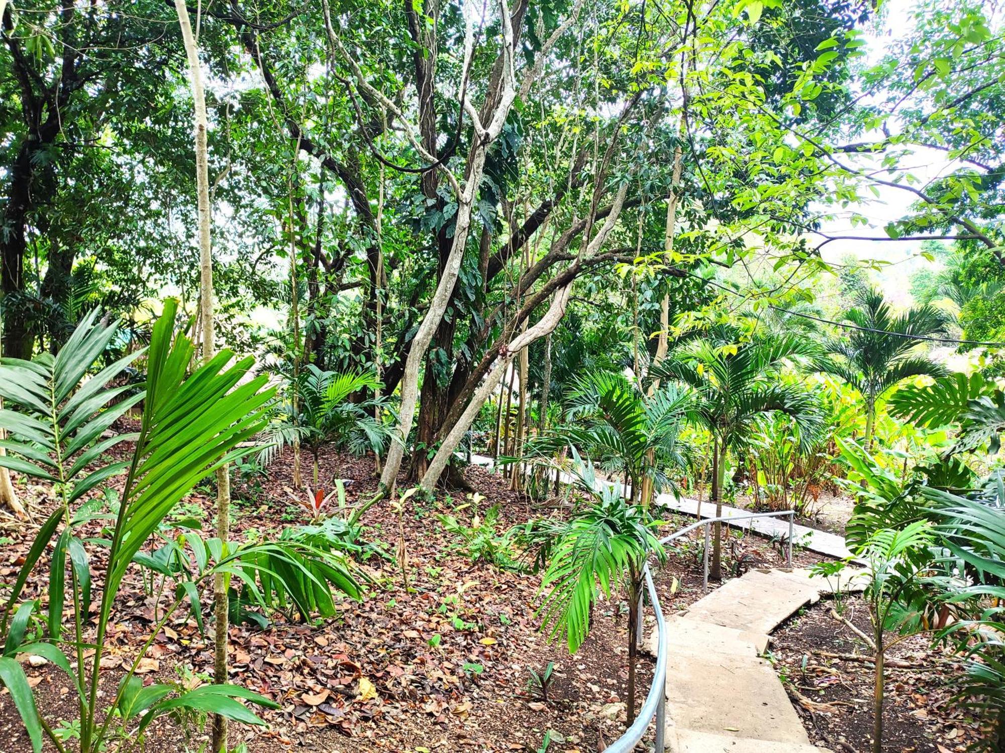 Maya Mountain Lodge ซานอิกนาซิโอ ภายนอก รูปภาพ