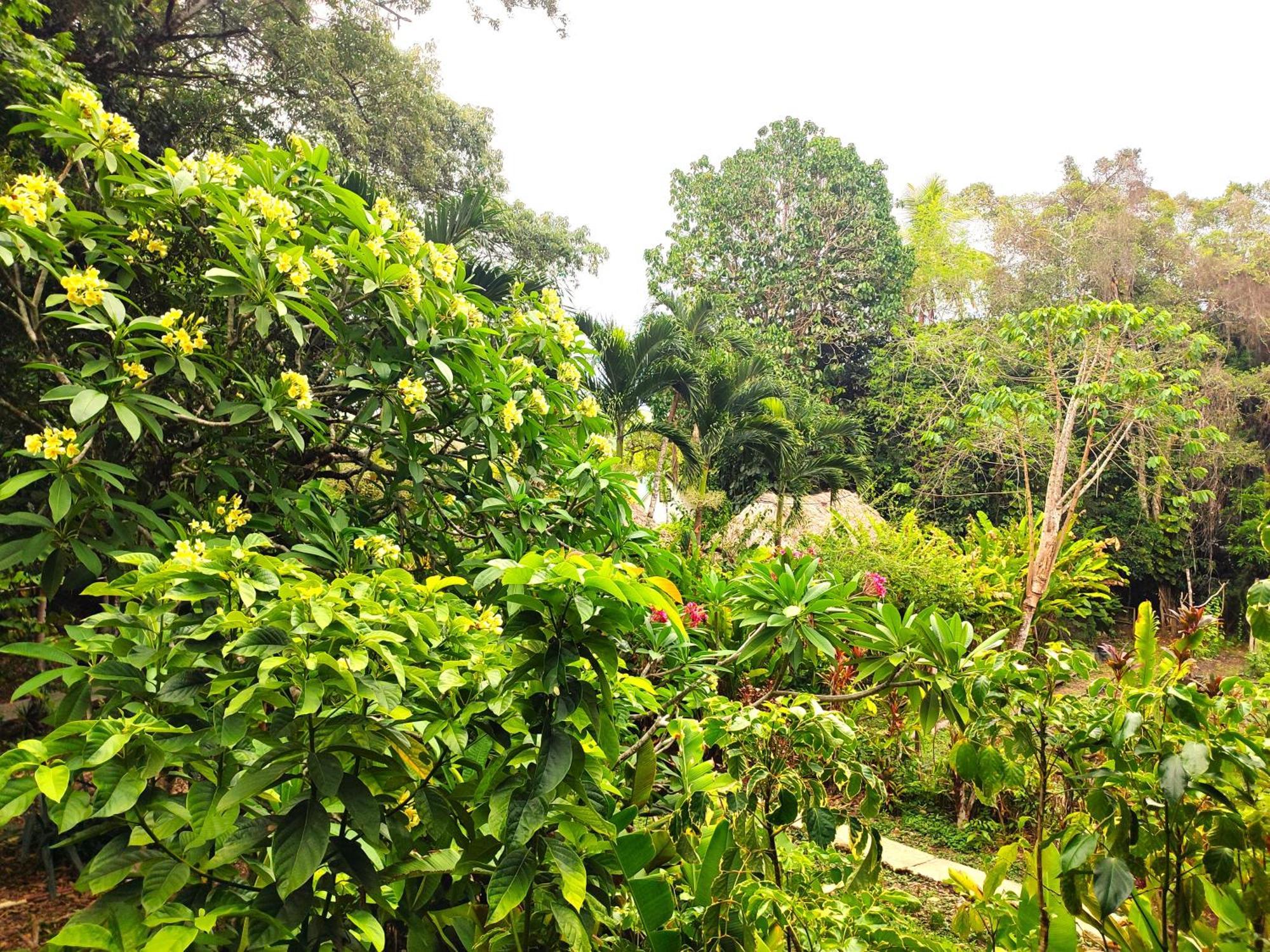 Maya Mountain Lodge ซานอิกนาซิโอ ภายนอก รูปภาพ